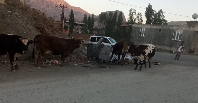 Hakkari'de Başıboş İnek sorunu bitmedi!