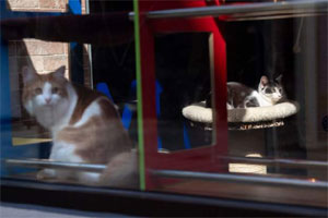 İngiltere’de ilk defa bir kedide koronavirüs tespit edildi