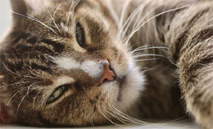 İlk kez bir kedide koronavirüs tespit edildi