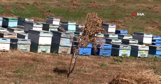 Türkiye'nin arıcıları Şırnak yaylalarında buluştu
