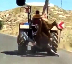 Kurbanlık ineği, traktörün arkasında asılı götürdü