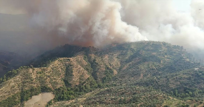 Aydın'da yangın: 140 hektar zirai alan zarar gördü