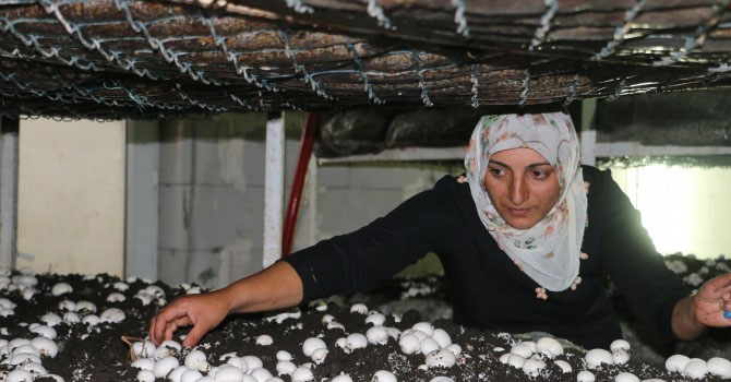 Kadın emeğiyle sofraya ulaşan mantarlar