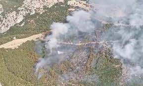 Ağaçlandırma sahasında yangın