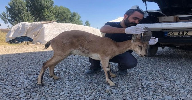 Yüksekova'da yaralı halde bulunan dağ keçisi tedavi altına alındı