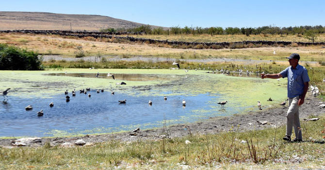Van'daki martı ölümleri tedirgin ediyor