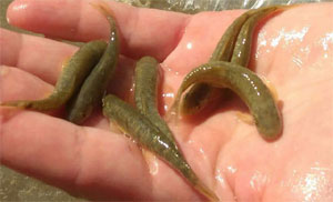 Otobüs bagajında ele geçirildi