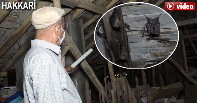 Hakkari'de evin çatısına yuva yaptılar... Binadakileri korku sardı!