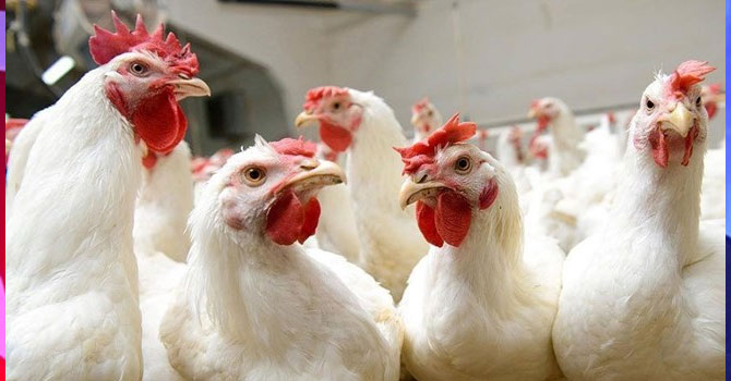 Dondurulmuş tavuk kanatlarında corona virüs tespit edildi