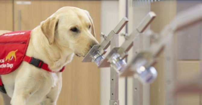 Köpekler koronavirüsü koklayabilir mi?