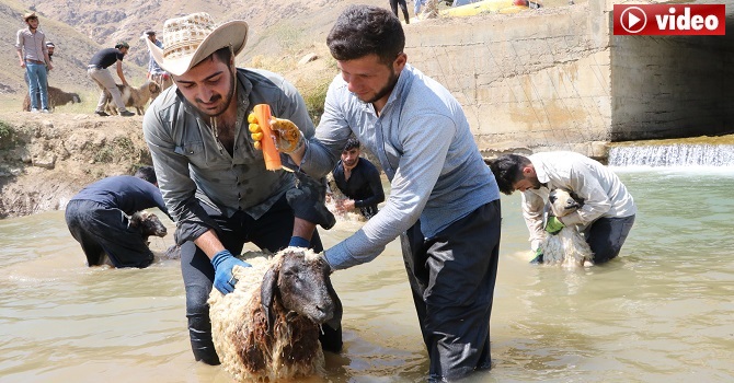 Hakkari'de kuzuları şampuanla yıkayıp şenliğe hazırladılar