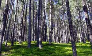 O ilde ormanlara girmek yasaklandı