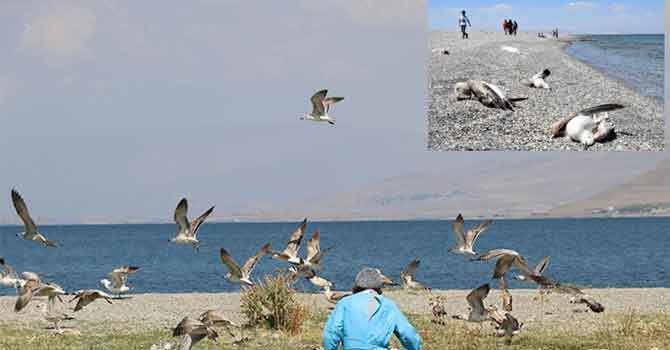 Van Gölü’nde martı ölümleri paniği