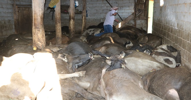 Yüksekova'da şoke eden olay! İçeri girdiğinde gözlerine inanamadı!