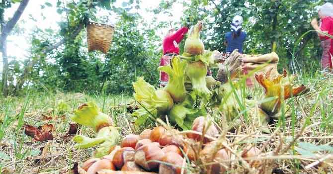 Fındık alımı hızlı başladı