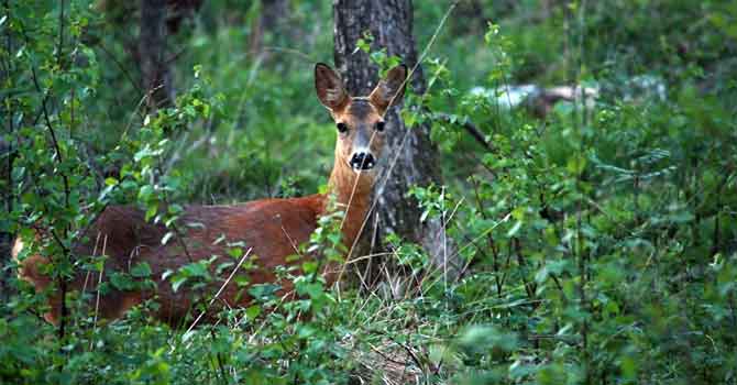 İhaleyle ava çıkarılan 7 geyik mahkeme kararıyla kurtarıldı