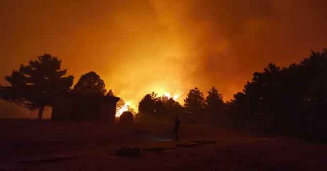 Ankara'nın Nallıhan ilçesinde orman yangını