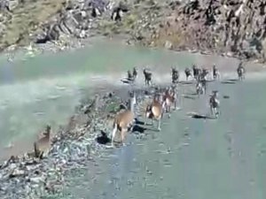 Yüksekova’da sürü halinde dağ keçisi görüntülendi