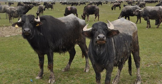 Yüksekova'da manda yetiştiriciliğine ilgi artıyor