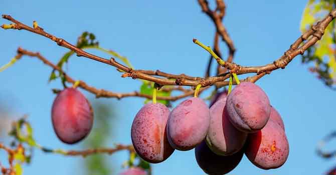 Eylül ayında hangi meyve-sebzeleri tüketmeli?