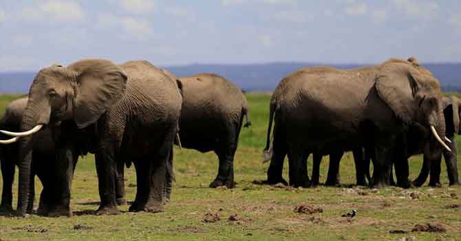 Zimbabve'de son bir haftada 22 fil gizemli bir şekilde öldü