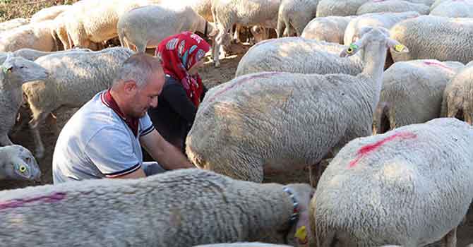 Her gün 90 koyunu elleriyle sağan çift, ayda 15 bin TL kazanıyor