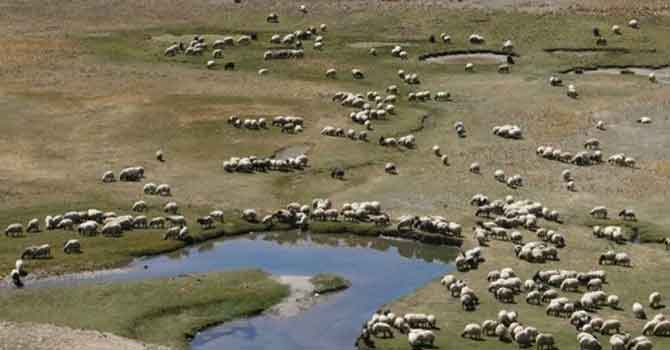 Madenler koçerlerin yaşam alanlarını yok edecek