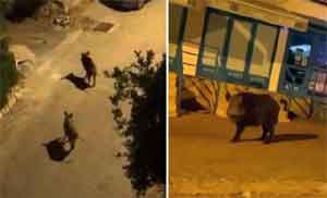 Yaban domuzları, Kaş caddelerine indi