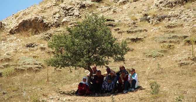 Bir Kitap Bir Ağaç: Abdurrahman Aşkan yazdı