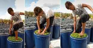 Çıplak ayakla turşuluk biberleri ezdi