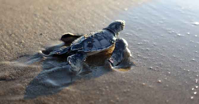 Belek kumsalında rekor: 3 bin 200 yuva, 75 bin yavru