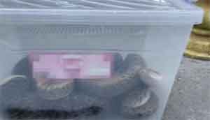 İstanbul'da piton operasyonu