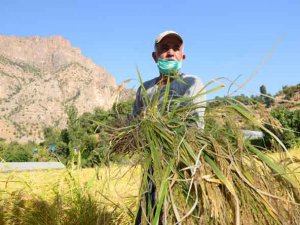 Çukurca'da pirinç hasadı başladı