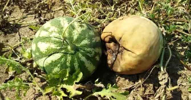 Karpuzlar aşırı sıcakta yandı