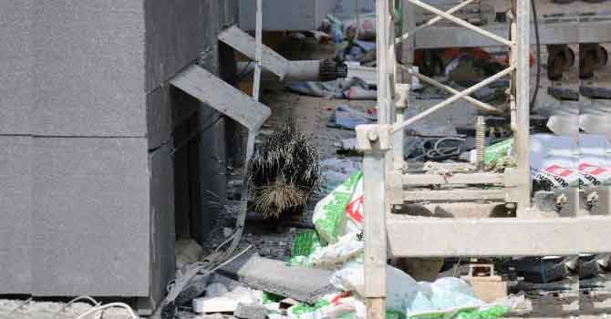 Şehre inen kirpiyi 5 saatte yakalayabildiler