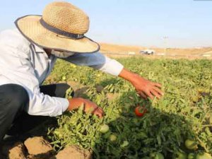 Kiraladığı arazide domates yetiştiriyor, hedefi 20 ton!