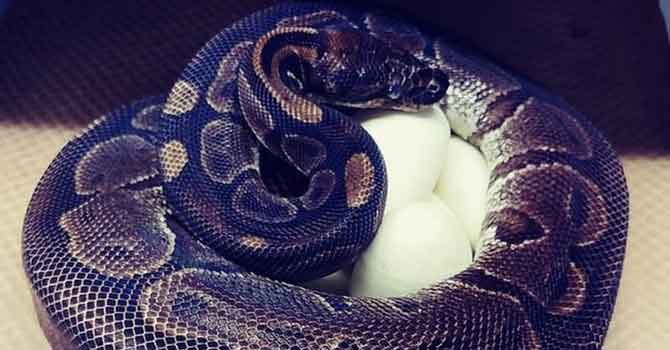 15 yıldır çiftleşmeyen kraliyet pitonu, yedi yumurta yaptı