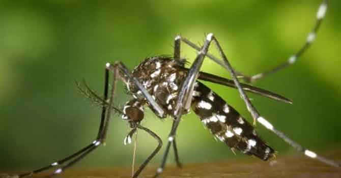 Dev sinek sürüleri yüzlerce at ve ineği öldürdü