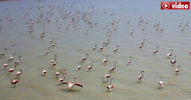 Göçe hazırlanan flamingolar, görsel şölen sunuyor