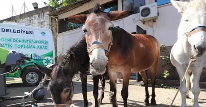 50 yıldır çöp taşıyan 11 katır törenle emekliye ayrıldı