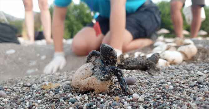Çıralı'da bu sezon 3 bin 100 caretta caretta denizle buluştu