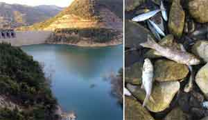 Baraj kurudu, binlerce balık telef oldu