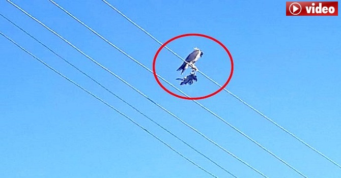 Yüksekova'da Ayaklarına kuş ölüsü bağlanıp, başına maske takılan şahin kurtarıldı