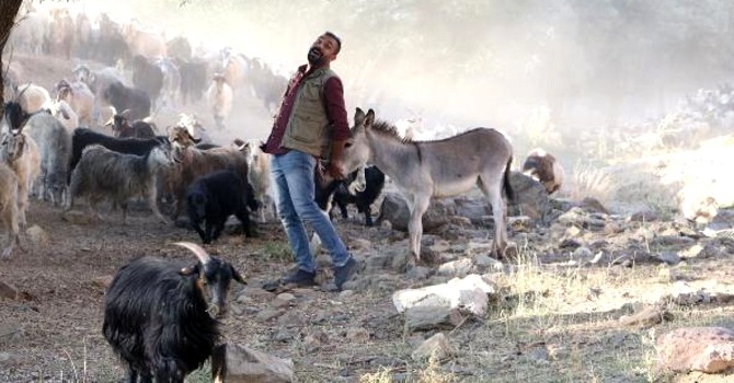 Yüksekovalı Vedat Kucağında sıpayla çektiği görüntüleri, yoğun ilgi gördü