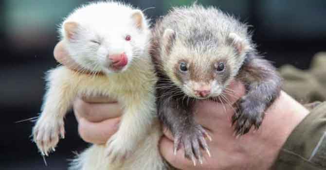 Sprey gelincikler üzerinde denendi virüsü yüzde 96 azalttı