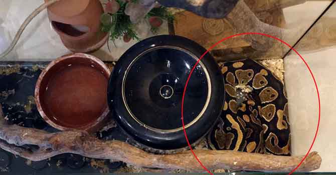 Antalya'da korkunç olay! Senedi imzalamayanların üzerine piton bırakmışlar Yaz