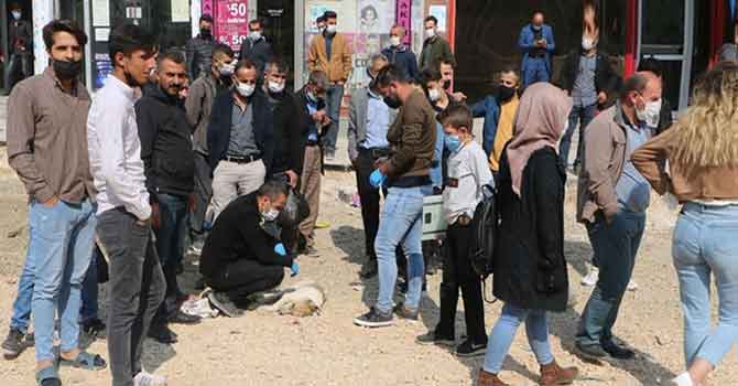 Minibüs sürücüsünün çarpıp kaçtığı köpeğe, vatandaşlar sahip çıktı