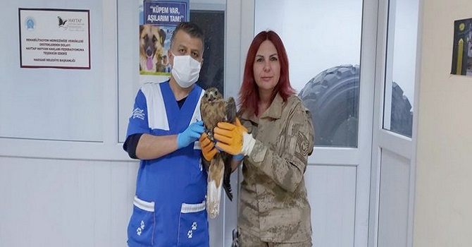 Jandarmanın kurtardığı kartal tedavi altına alındı