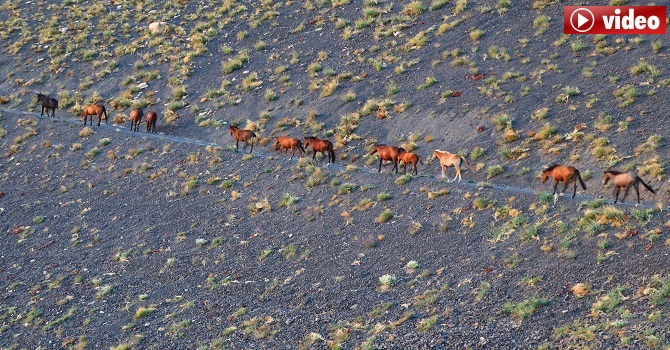 Hakkari'de yılkı atları, dronla görüntülendi