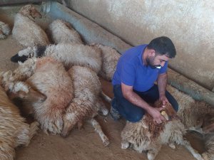 150 koyun çırpına çırpına telf oldu
